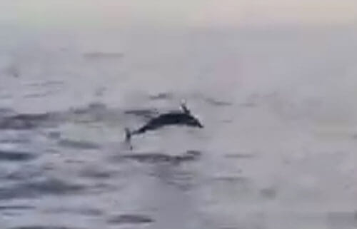 прыжки маленького дельфина