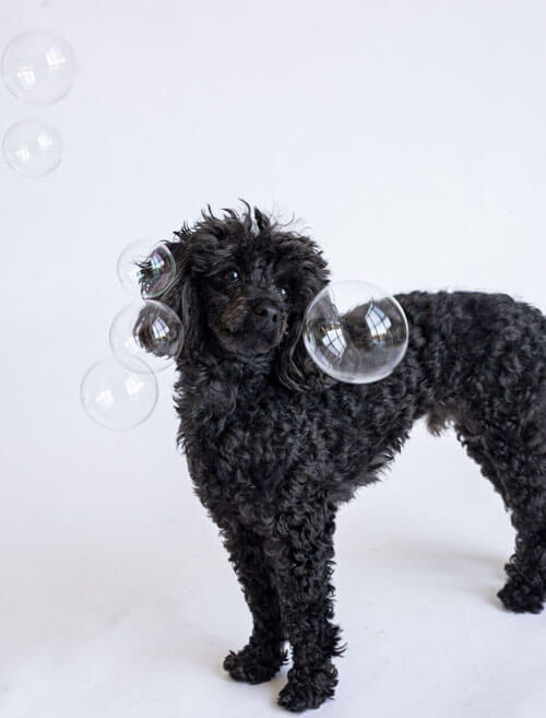 мыльные пузыри для собак