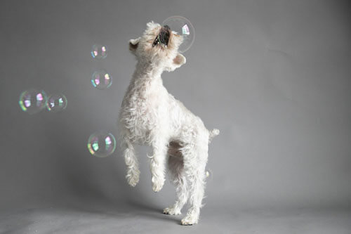 мыльные пузыри для собак