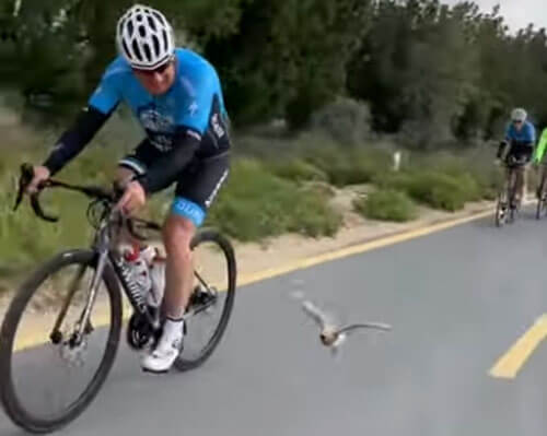птица интересуется велоспортом