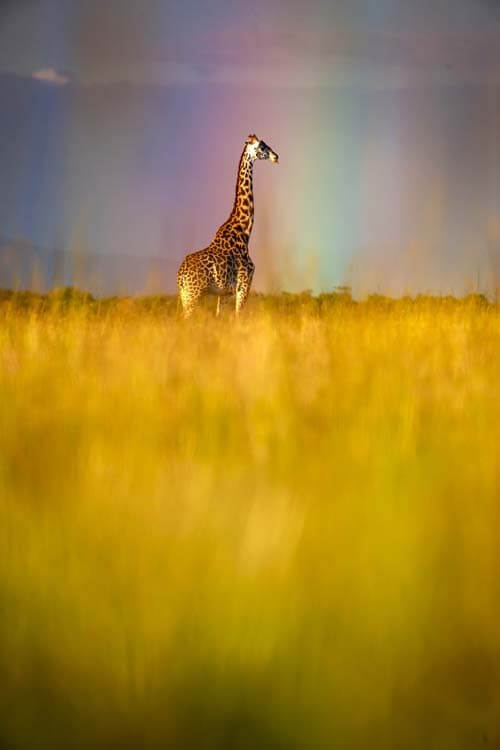 фото жирафа на фоне радуги
