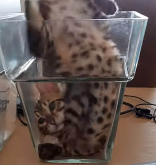 странный кот в вазе