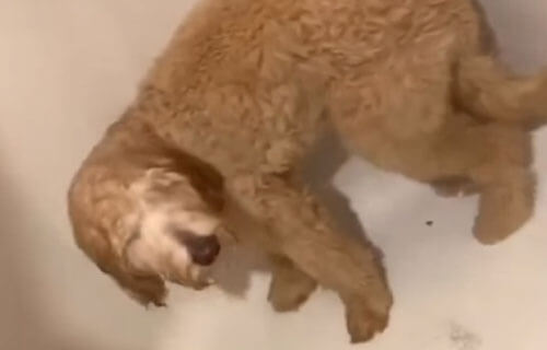 пёс любит принимать душ