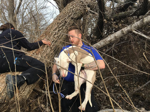 пёс не смог слезть с дерева