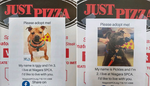 портреты собак на коробках пиццы