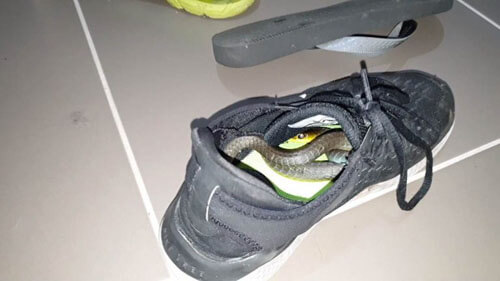 змея спряталась в кроссовке