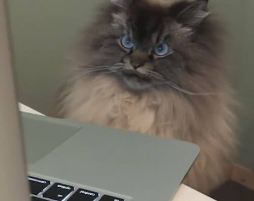 злой кот перед ноутбуком