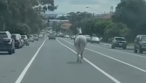 сбежавшая лошадь на дороге