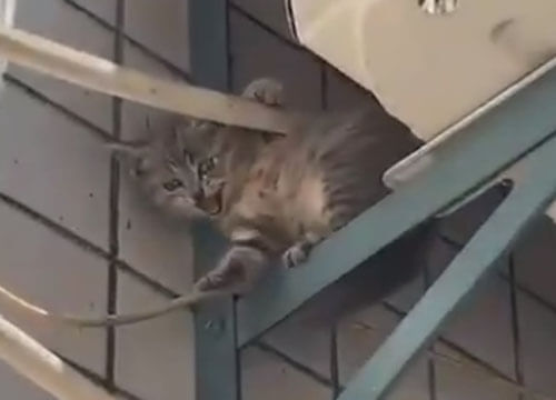 кошка спасла своего котёнка