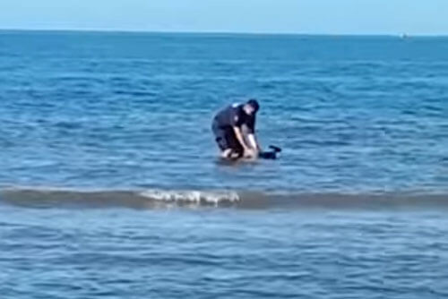 валлаби заблудился в воде