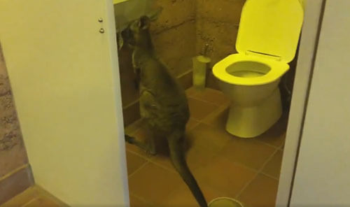 кенгуру с туалетной бумагой