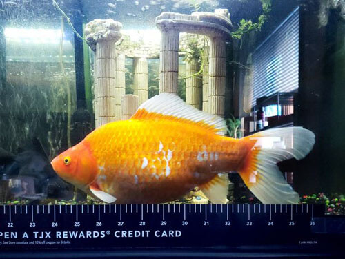 золотая рыбка-переросток