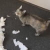 кошка разодрала бумагу