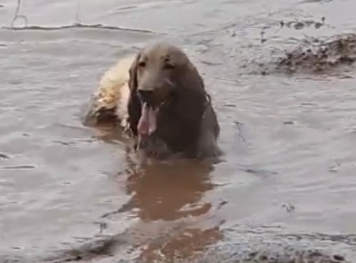 пёс увидел грязную лужу