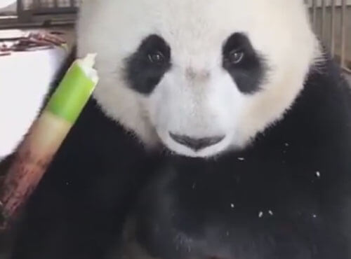 панда не разбрасывается едой
