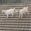 непослушные козы на крыше