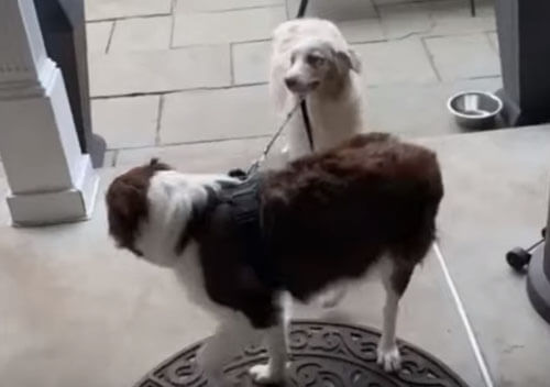 пёс выгуливает брата на поводке