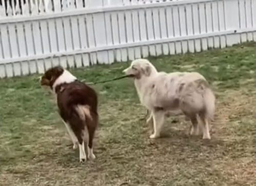 пёс выгуливает брата на поводке