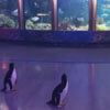 пингвины гуляют в океанариуме