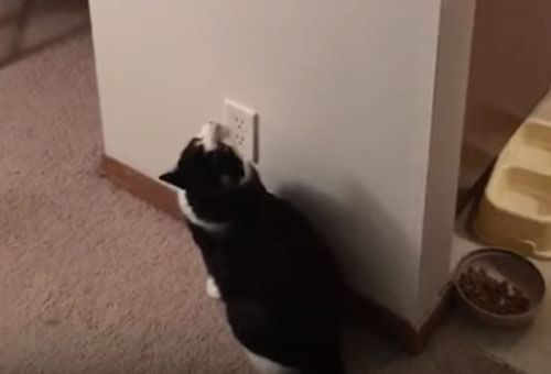 кот научился выключать свет