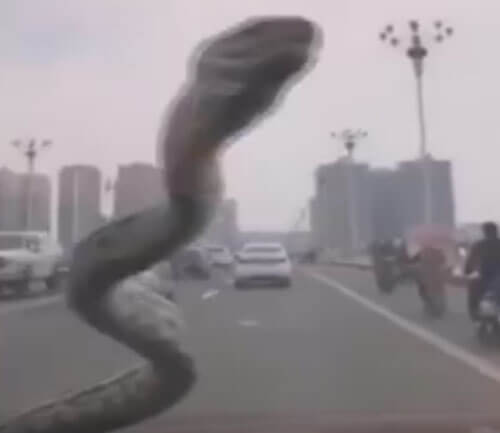 змея на лобовом стекле машины