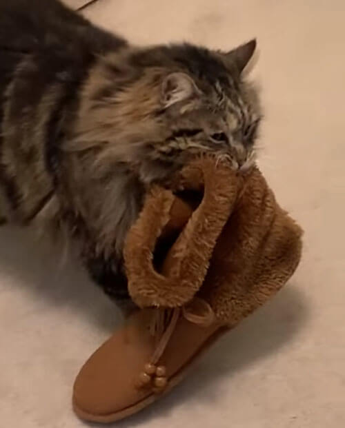 кошка носит домашнюю обувь