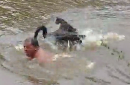 купающийся мужчина и лебеди