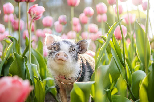 симпатичная свинья в тюльпанах