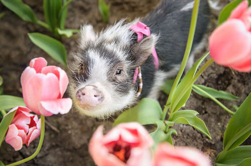 симпатичная свинья в тюльпанах