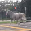 лошадь на опустевших улицах