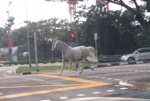 лошадь на опустевших улицах