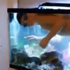 мальчик плавает в аквариуме