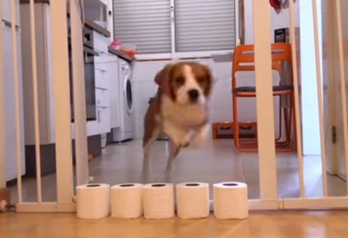 собака прыгает через рулоны