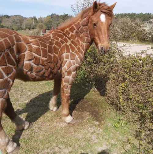 конь стал похож на жирафа