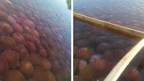 тысячи медуз в воде