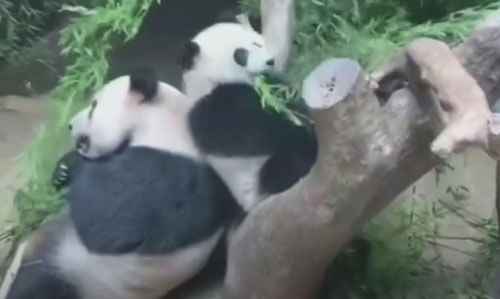 неуклюжая панда и её мама