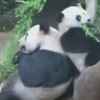 неуклюжая панда и её мама