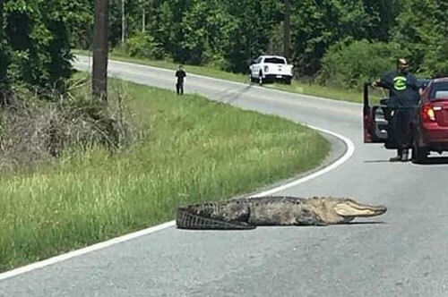 аллигатор посреди дороги