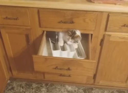 кошка в кухонном ящике