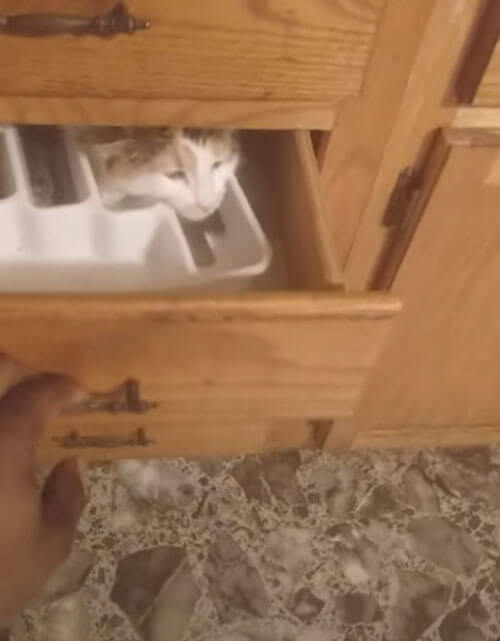 кошка в кухонном ящике