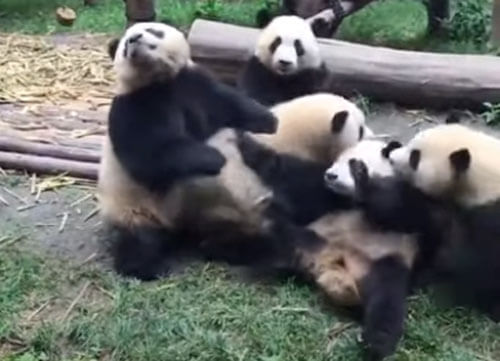 панды не хотят делиться