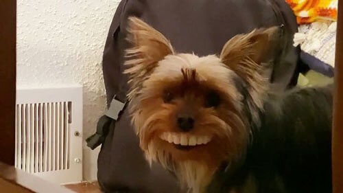 собака со вставными зубами