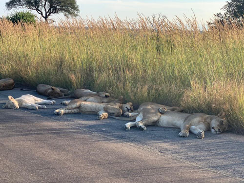 львы разлеглись на дороге