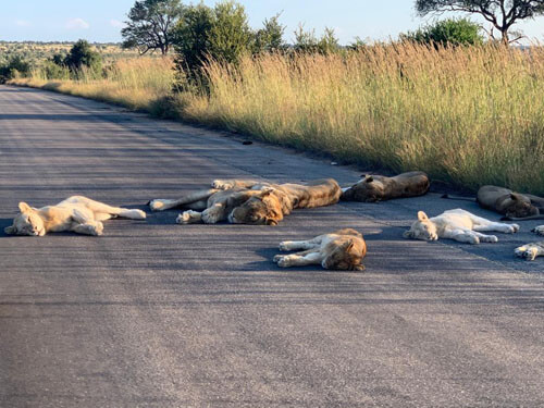 львы разлеглись на дороге