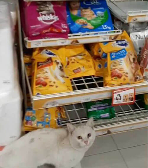 умный бездомный кот в магазине