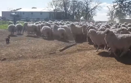щенок впервые знакомится с овцами