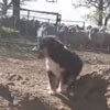 щенок впервые знакомится с овцами