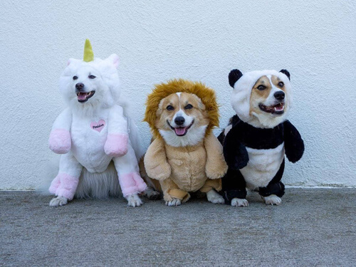 забавные костюмы для собак