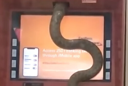 змея спряталась в банкомате