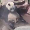 горячая ванна для панды